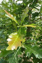 Quercus lyrata