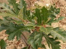 Quercus lyrata