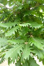 Quercus macranthera