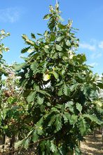 Quercus macranthera 'Pyramidalis'