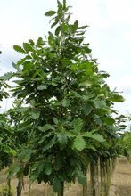 Quercus macranthera 'Pyramidalis'