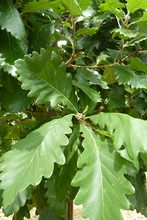 Quercus macranthera 'Pyramidalis'