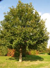 Quercus macranthera