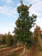 Quercus macranthera
