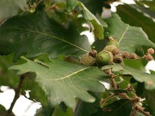 Quercus macranthera