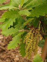 Quercus macranthera