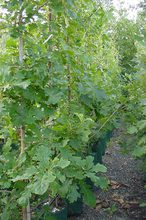 Quercus macrocarpa