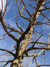 Quercus macrocarpa