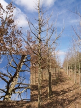 Quercus macrocarpa