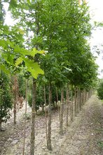 Quercus macrocarpa