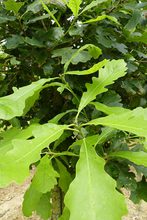 Quercus macrocarpa