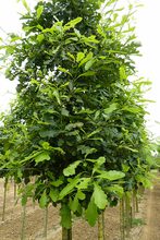 Quercus macrocarpa