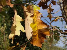 Quercus macrocarpa