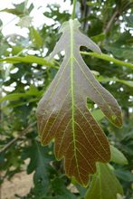 Quercus macrocarpa var. oliviformis