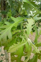 Quercus macrocarpa var. oliviformis