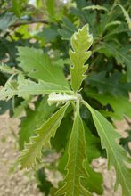 Quercus macrocarpa var. oliviformis