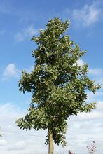 Quercus macrolepis