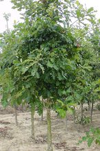 Quercus macrophylla