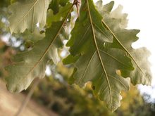 Quercus macrophylla