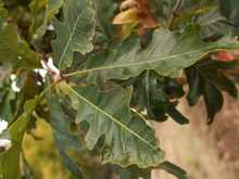 Quercus macrophylla