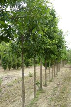 Quercus macrophylla