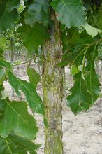 Quercus macrophylla