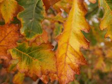 Quercus macrophylla