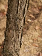 Quercus macrophylla