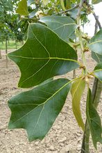 Quercus marilandica