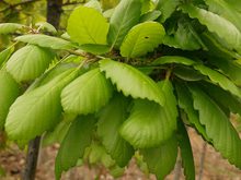 Quercus mirbeckii