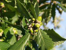 Quercus mirbeckii