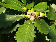 Quercus mirbeckii