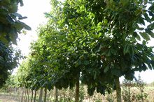 Quercus mirbeckii