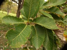 Quercus muehlenbergii