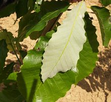 Quercus muehlenbergii