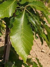 Quercus muehlenbergii