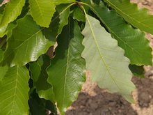 Quercus muehlenbergii