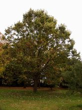 Quercus muehlenbergii