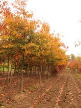 Quercus nigra