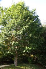 Quercus nigra