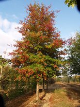 Quercus nuttallii