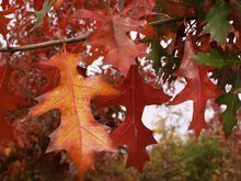 Quercus nuttallii