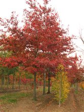 Quercus nuttallii