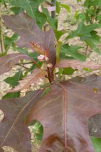 Quercus nuttallii purpurea