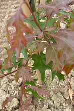 Quercus nuttallii purpurea