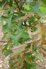 Quercus nuttallii purpurea
