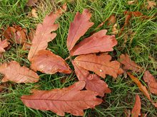 Quercus oglethorpensis