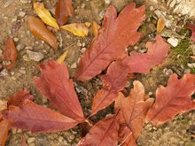 Quercus oglethorpensis