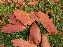 Quercus oglethorpensis