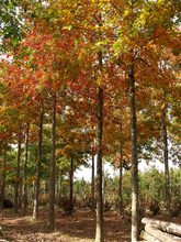 Quercus palustris